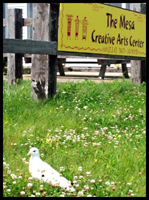 Dove photo
