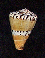 General cone seashell